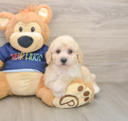 5 week old Poochon Puppy For Sale - Puppy Love PR
