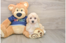 Poochon Pup Being Cute