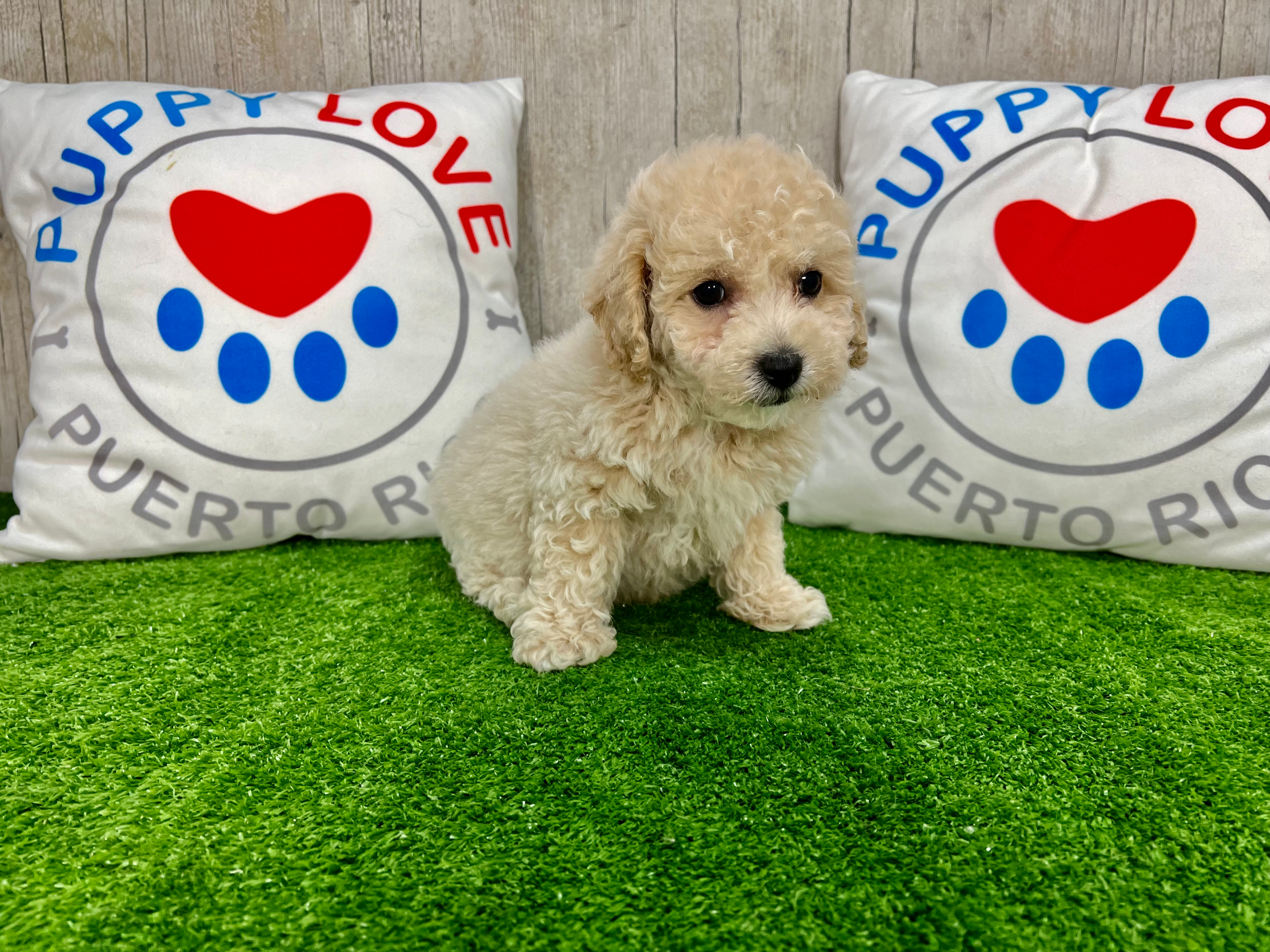 Poochon Puppy for Adoption