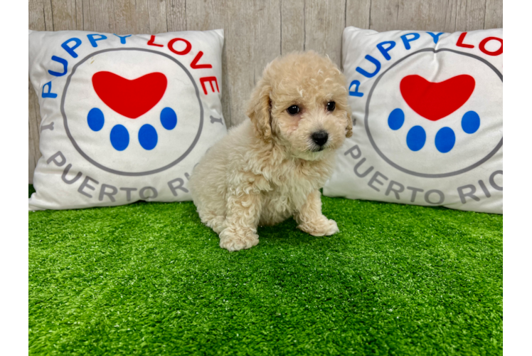 Meet Gelato - our Poochon Puppy Photo 1/4 - Puppy Love PR Poochon Puppy for Adoption