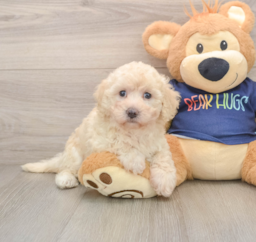 5 week old Poochon Puppy For Sale - Puppy Love PR