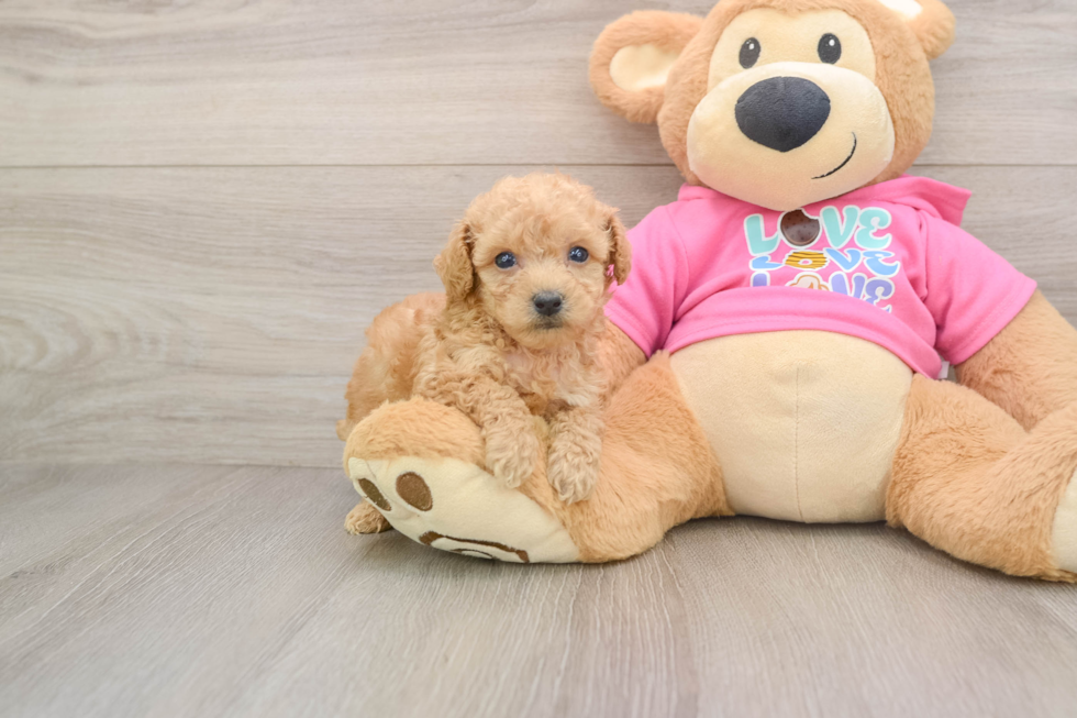 Playful Bichpoo Poodle Mix Puppy