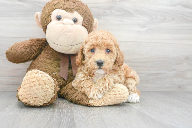 Friendly Poochon Baby