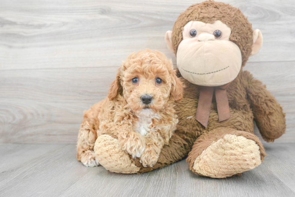 Fluffy Poochon Poodle Mix Pup