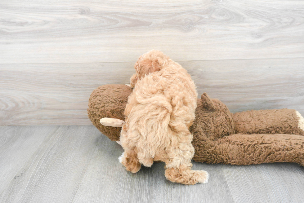 Poochon Puppy for Adoption