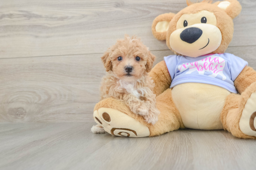 5 week old Poochon Puppy For Sale - Puppy Love PR