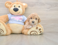 6 week old Poochon Puppy For Sale - Puppy Love PR