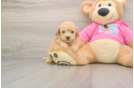 Poochon Puppy for Adoption