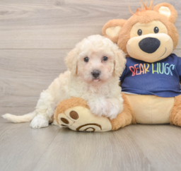 5 week old Poochon Puppy For Sale - Puppy Love PR