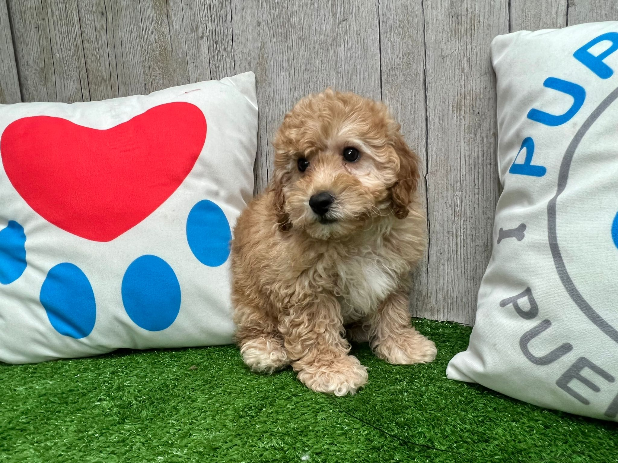 Best Poochon Baby