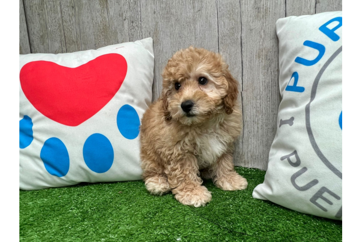 Meet Giovanni - our Poochon Puppy Photo 1/5 - Puppy Love PR Best Poochon Baby