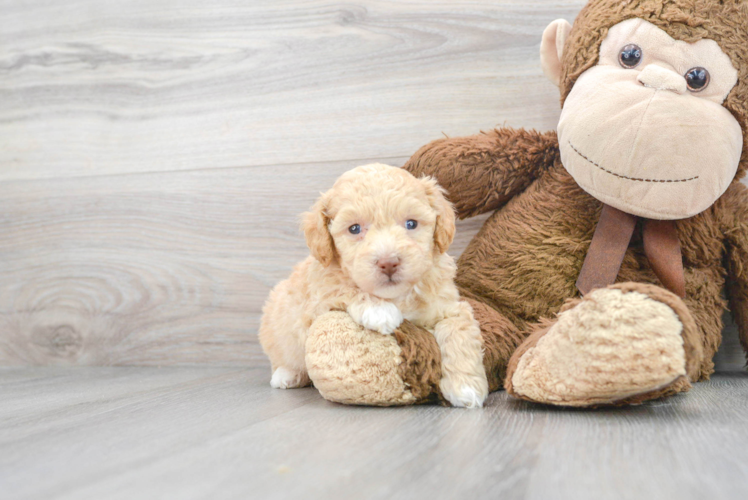 Meet Giovanni - our Poochon Puppy Photo 1/3 - Puppy Love PR Popular Poochon Poodle Mix Pup
