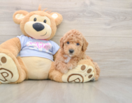 6 week old Poochon Puppy For Sale - Puppy Love PR