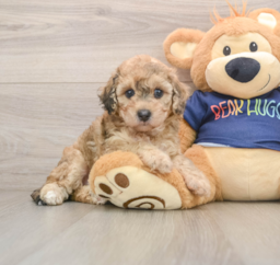 7 week old Poochon Puppy For Sale - Puppy Love PR