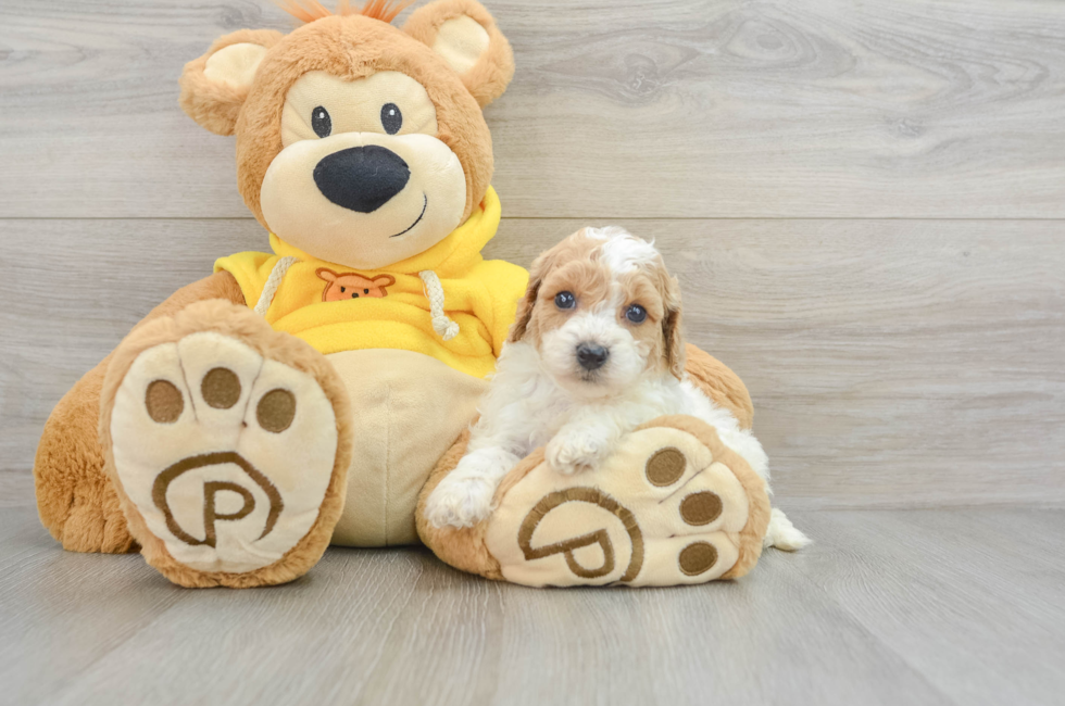 7 week old Poochon Puppy For Sale - Puppy Love PR