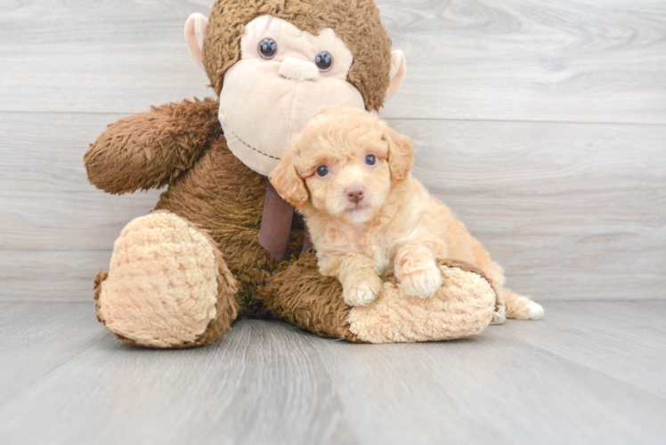 Cute Poochon Poodle Mix Pup