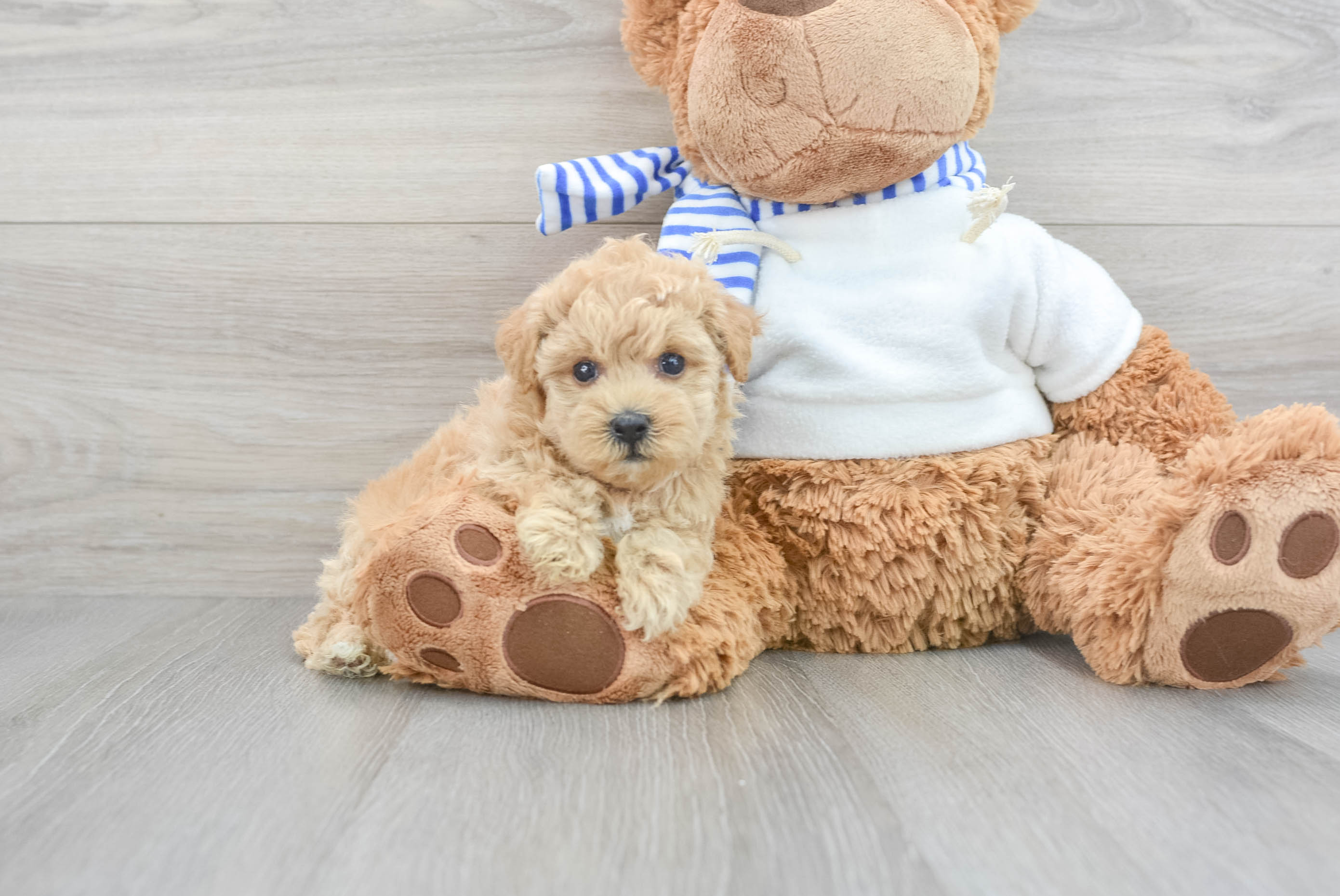 Poochon hotsell teddy bear