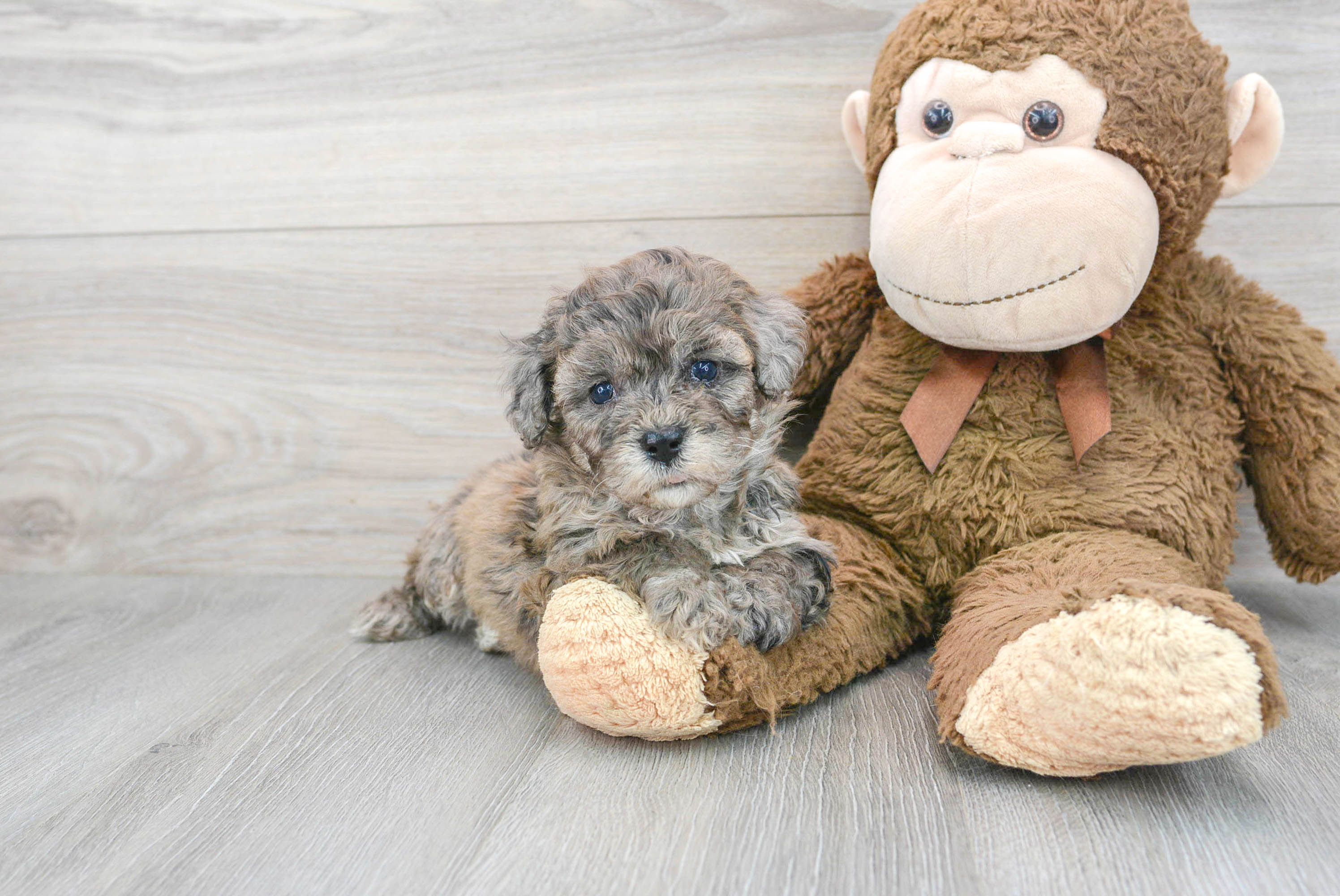 Adorable Bichpoo Poodle Mix Puppy