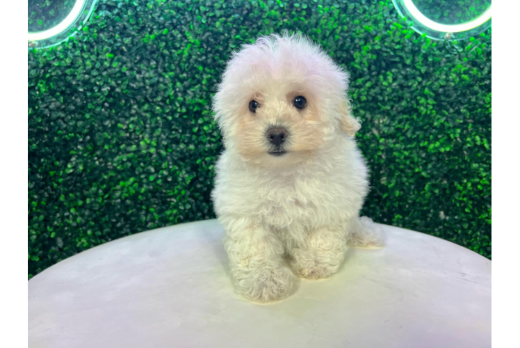 Meet Hadley - our Poochon Puppy Photo 1/4 - Puppy Love PR Cute Poochon Baby