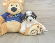 5 week old Poochon Puppy For Sale - Puppy Love PR