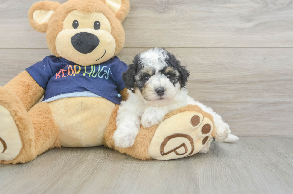 5 week old Poochon Puppy For Sale - Puppy Love PR