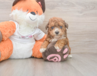 8 week old Poochon Puppy For Sale - Puppy Love PR