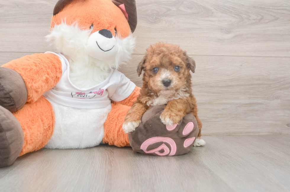5 week old Poochon Puppy For Sale - Puppy Love PR