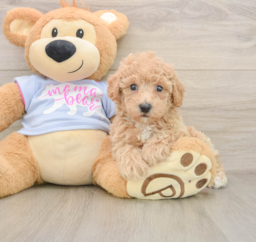 5 week old Poochon Puppy For Sale - Puppy Love PR