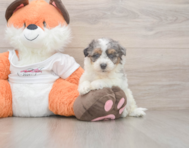 8 week old Poochon Puppy For Sale - Puppy Love PR