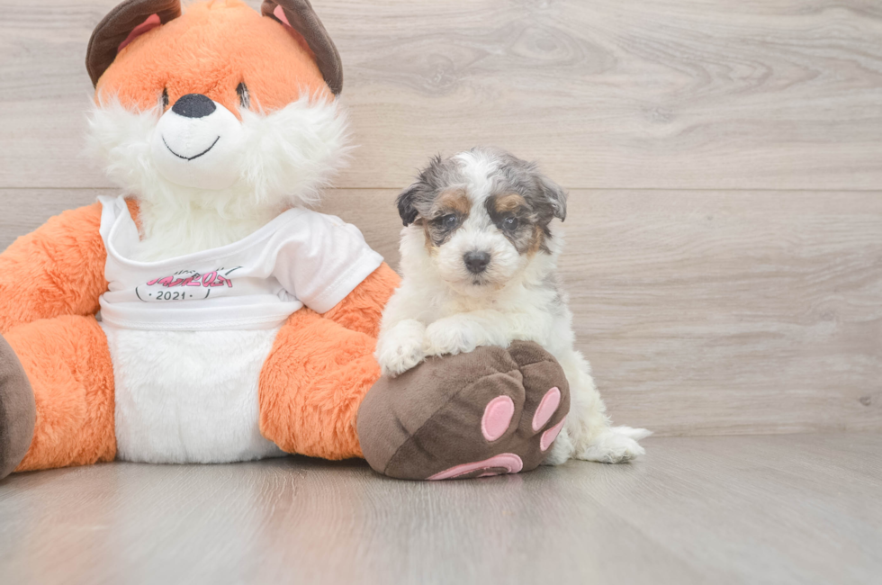 5 week old Poochon Puppy For Sale - Puppy Love PR