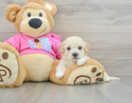 7 week old Poochon Puppy For Sale - Puppy Love PR