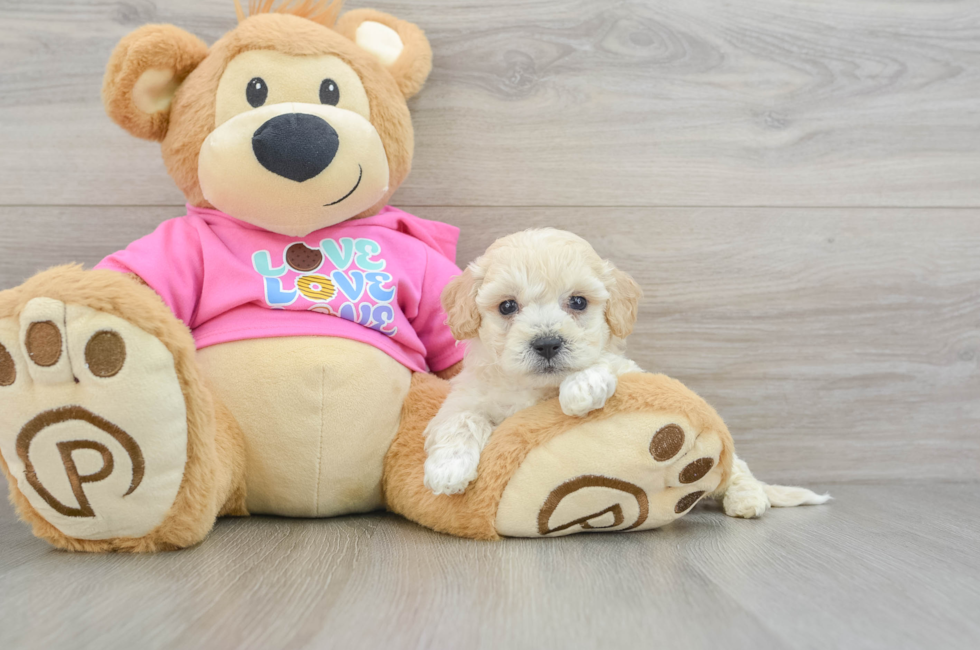 7 week old Poochon Puppy For Sale - Puppy Love PR