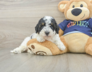 5 week old Poochon Puppy For Sale - Puppy Love PR