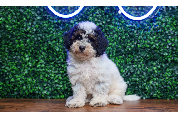 Poochon Puppy for Adoption
