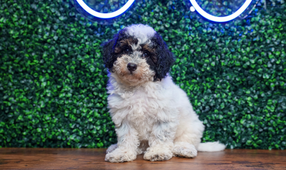 Poochon Puppy for Adoption