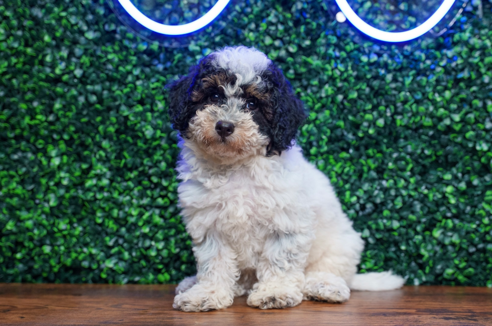 10 week old Poochon Puppy For Sale - Puppy Love PR