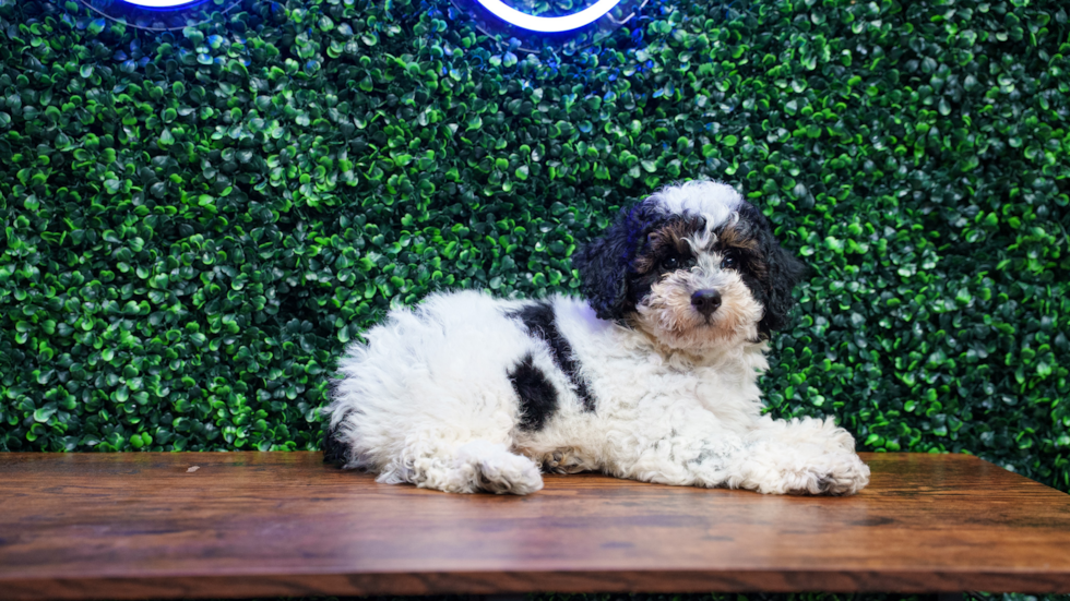 Cute Poochon Poodle Mix Pup