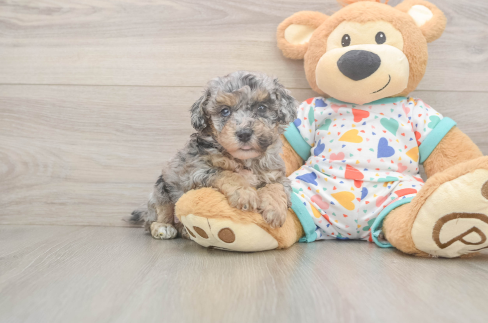 6 week old Poochon Puppy For Sale - Puppy Love PR