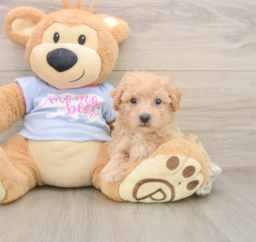 7 week old Poochon Puppy For Sale - Puppy Love PR