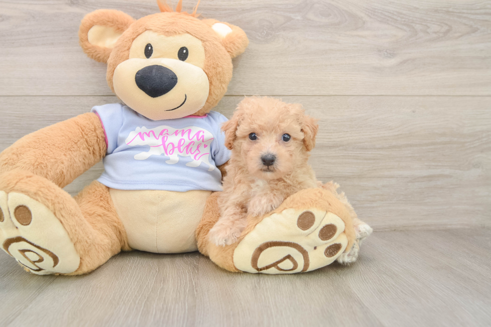 Best Poochon Baby