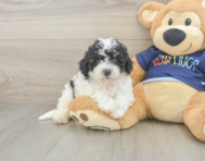 5 week old Poochon Puppy For Sale - Puppy Love PR