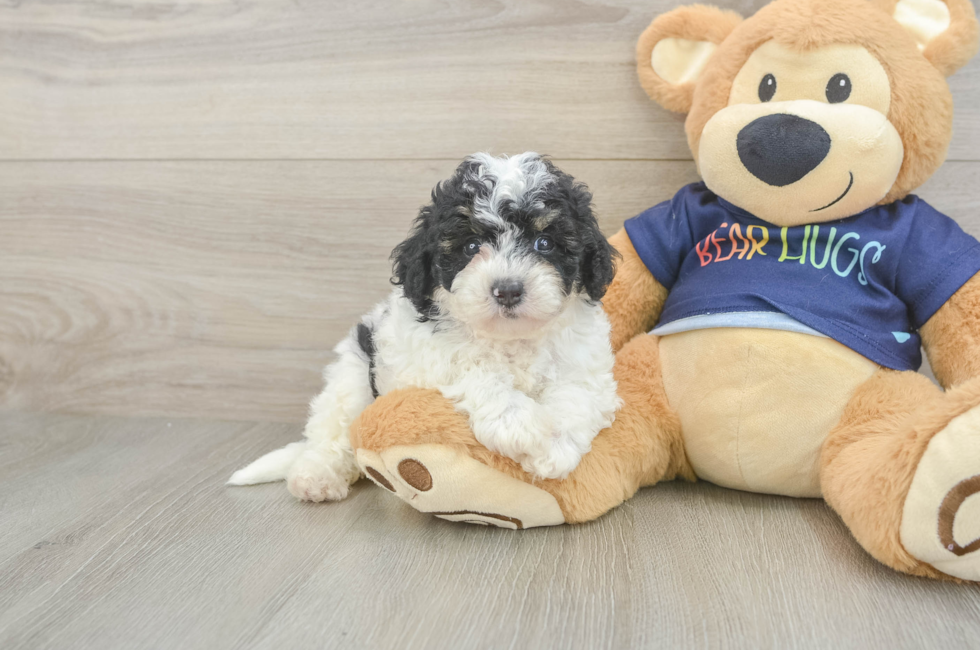 5 week old Poochon Puppy For Sale - Puppy Love PR