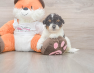 8 week old Poochon Puppy For Sale - Puppy Love PR