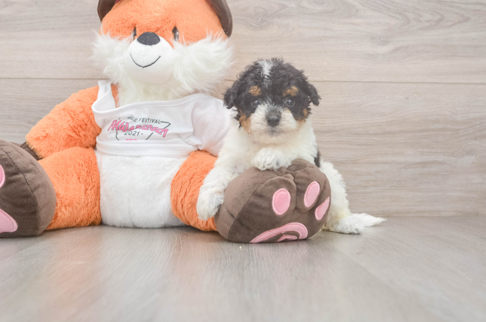 5 week old Poochon Puppy For Sale - Puppy Love PR