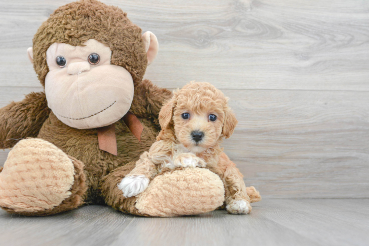 Meet Harriet - our Poochon Puppy Photo 1/3 - Puppy Love PR Poochon Pup Being Cute