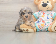7 week old Poochon Puppy For Sale - Puppy Love PR