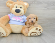 7 week old Poochon Puppy For Sale - Puppy Love PR