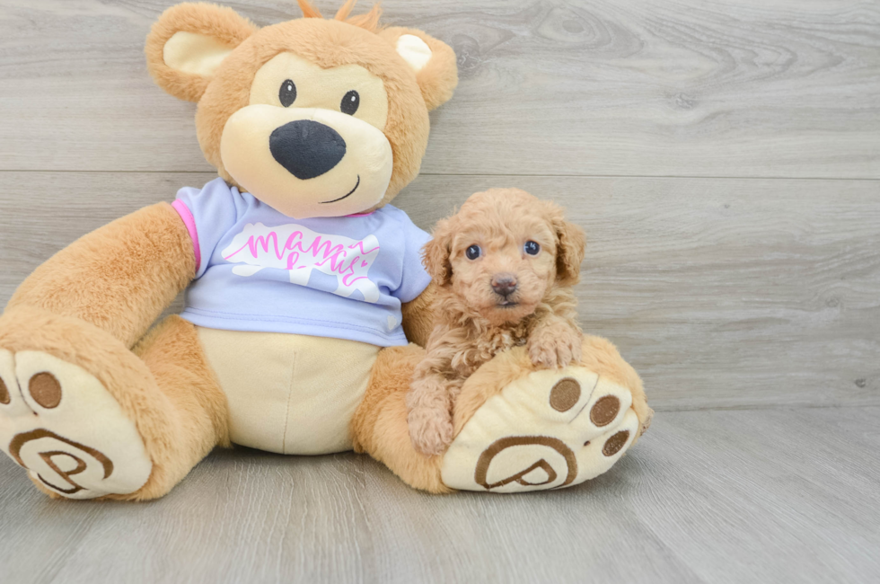 6 week old Poochon Puppy For Sale - Puppy Love PR