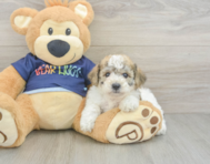 5 week old Poochon Puppy For Sale - Puppy Love PR