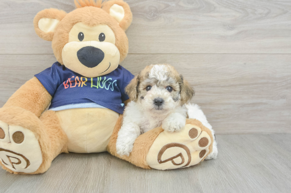 5 week old Poochon Puppy For Sale - Puppy Love PR